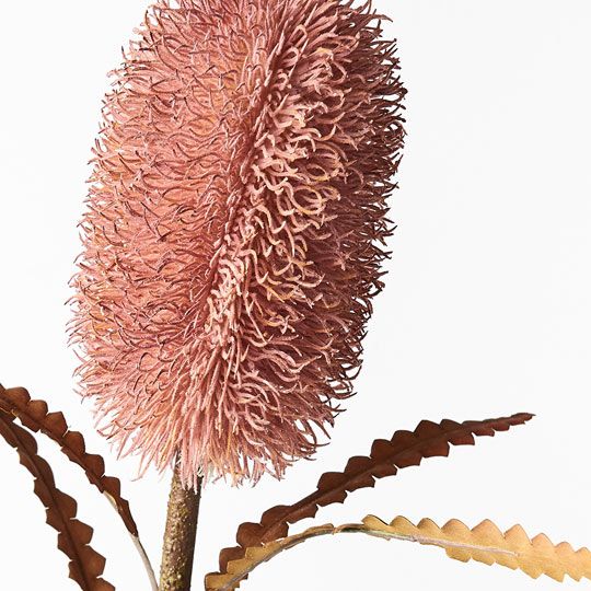 12 x Banksia Serrata Dusty Pink 58cml (FI8690DP)