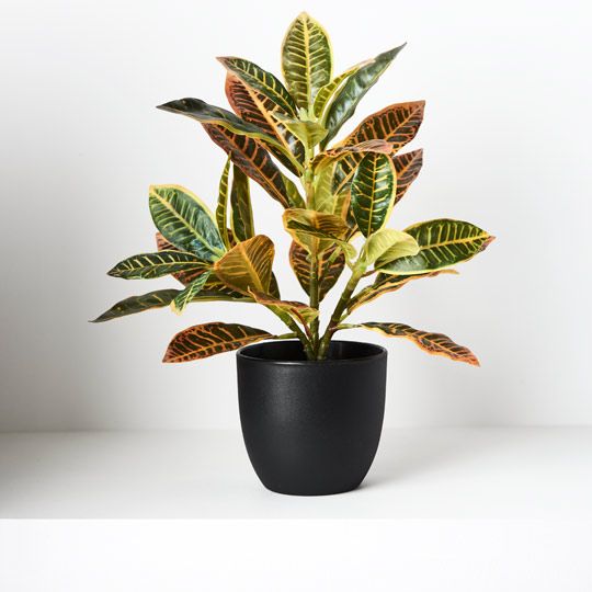 6 x Croton in Pot, Green Red 26cmh (FI8725GRD)