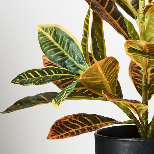 6 x Croton in Pot, Green Red 26cmh (FI8725GRD)