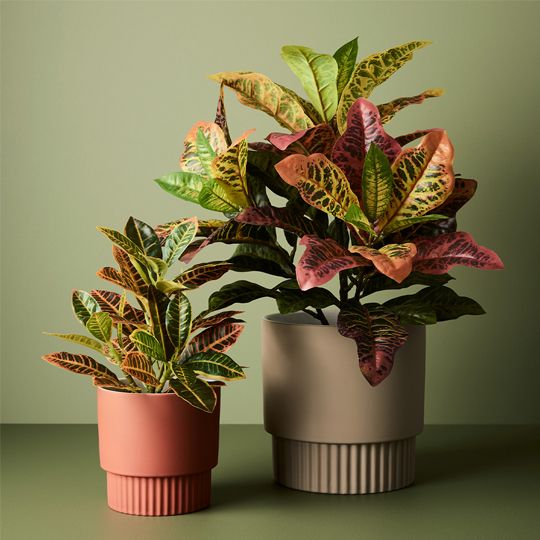 6 x Croton in Pot, Green Red 26cmh (FI8725GRD)