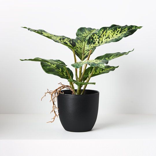 6 x Dieffenbachia in Pot, Variegated 25cmh (FI8727VG)