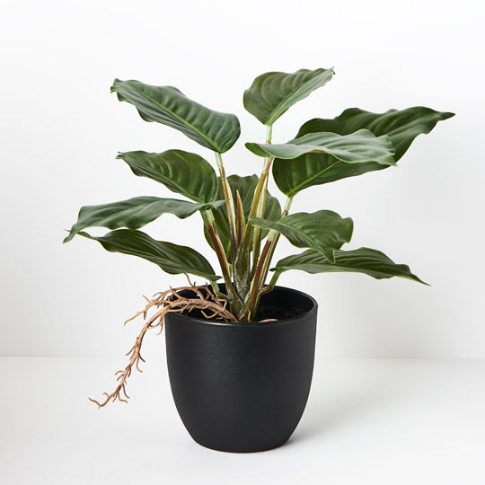 6 x Spathiphyllum in Pot, Green 25cmh (FI8728GR)