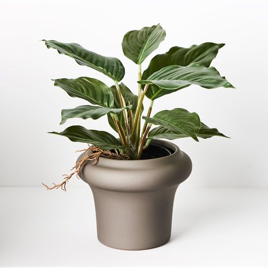 6 x Spathiphyllum in Pot, Green 25cmh (FI8728GR)