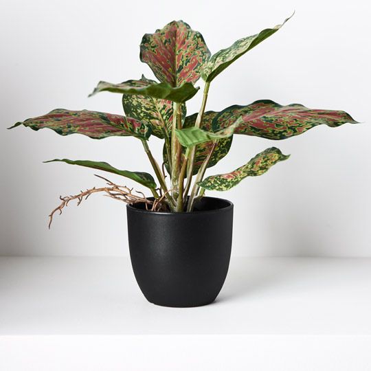 6 x Dieffenbachia in Pot, Green Red 25cmh (FI8730GRD)