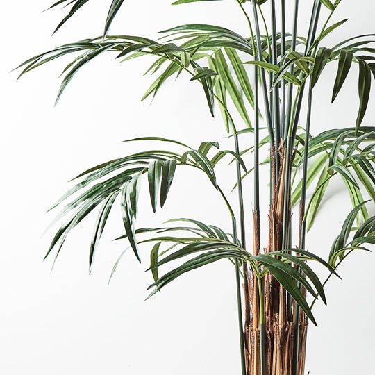 2 x Palm Kentia, Green 305cmh (FI8722GR)