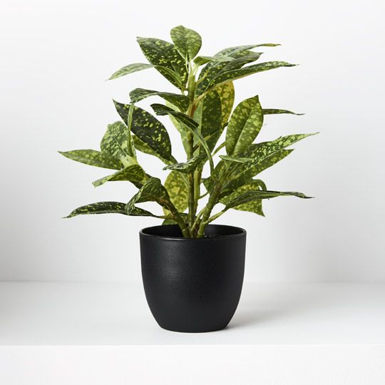 6 x Dieffenbachia in Pot, Green Yellow 26cmh (FI8723GRY)