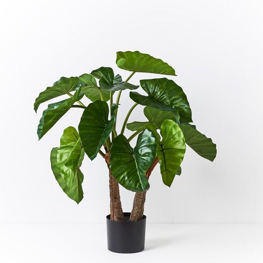 2 x Alocasia Plant, Green 80cmh (FI8736GR)