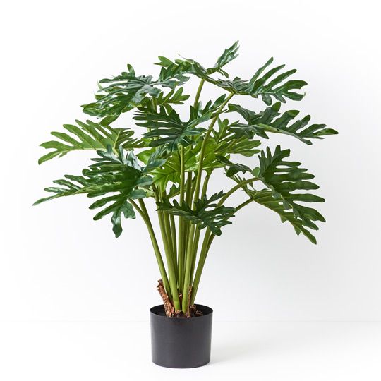 2 x Philodendron Selloum Plant, Green 80cmh (FI8739GR)