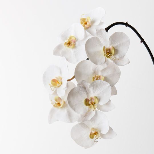 12 x Orchid Phalaenopsis x8 White 95cml (FI0208WW)