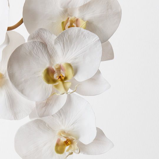 12 x Orchid Phalaenopsis x8 White 95cml (FI0208WW)