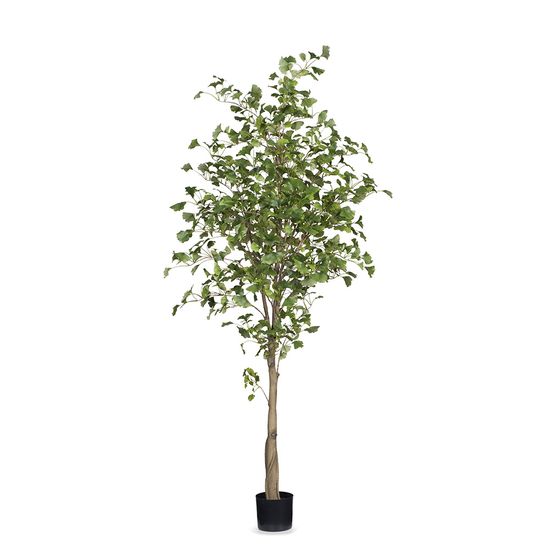 2 x Ginkgo Tree, Green 213cmh