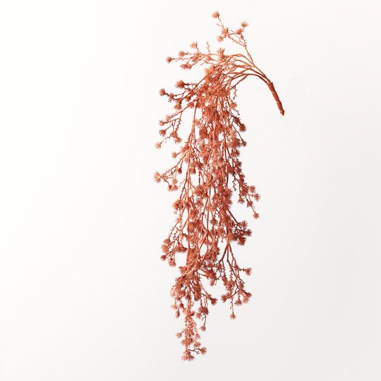 12 x Stirlingia Hanging Bush Coral 74cml (FI8785CL)