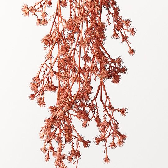 12 x Stirlingia Hanging Bush Coral 74cml (FI8785CL)