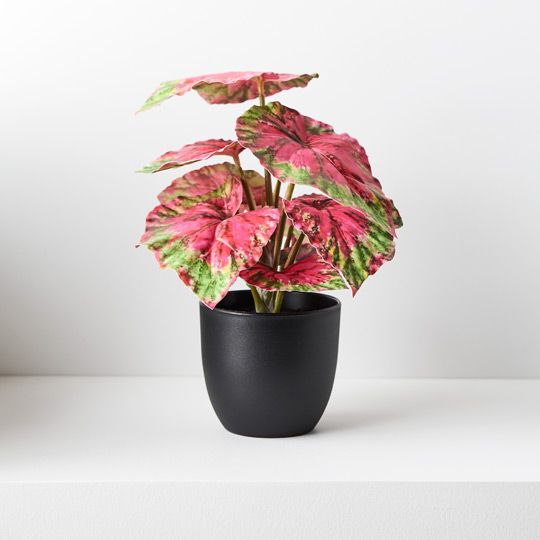 6 x Begonia in Pot, Red Green 25cmh (FI8794RG)