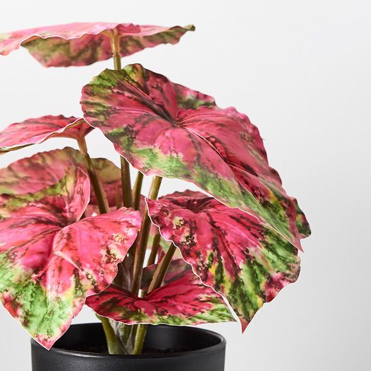 6 x Begonia in Pot, Red Green 25cmh (FI8794RG)