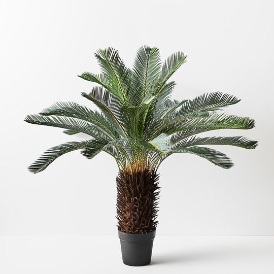 2 x Palm Cycad, Green 110cmh x 12... (FI8799GR)