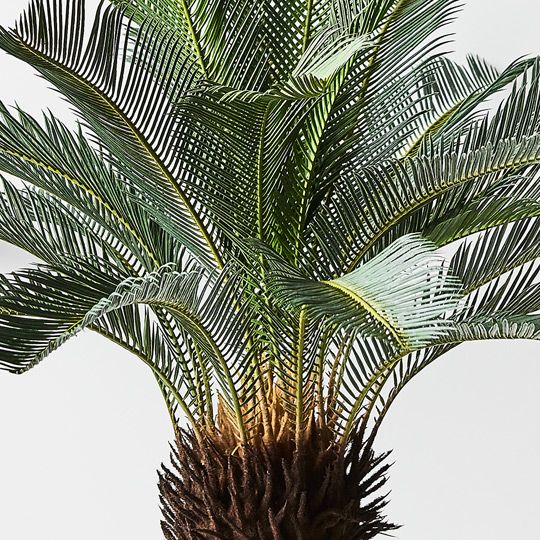 2 x Palm Cycad, Green 110cmh x 12... (FI8799GR)