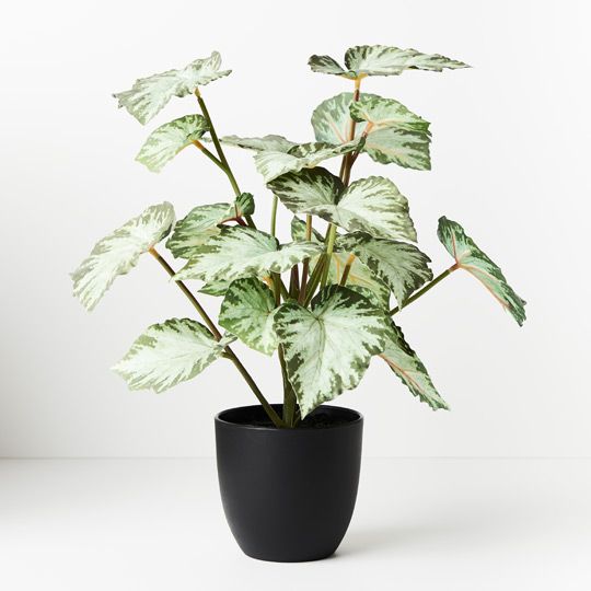 4 x Begonia in Pot, Green 40cmh (FI8801GR)