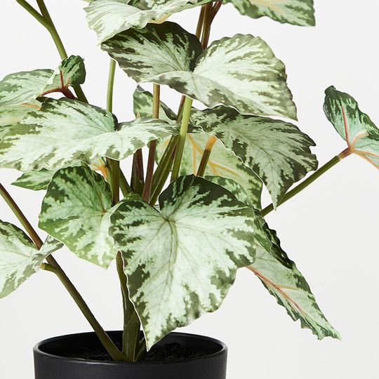 4 x Begonia in Pot, Green 40cmh (FI8801GR)