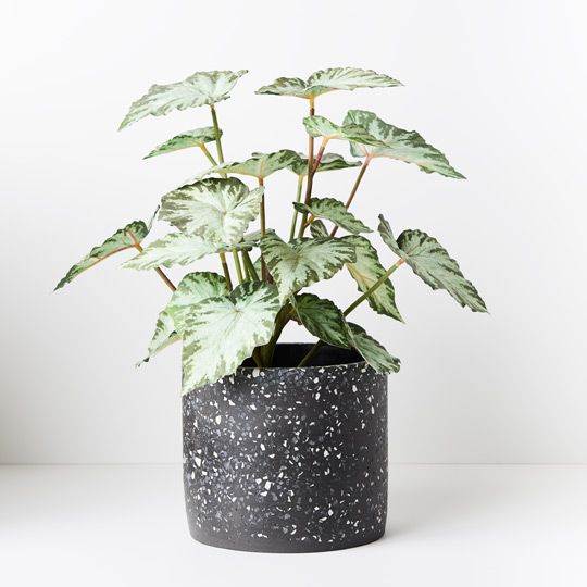 4 x Begonia in Pot, Green 40cmh (FI8801GR)