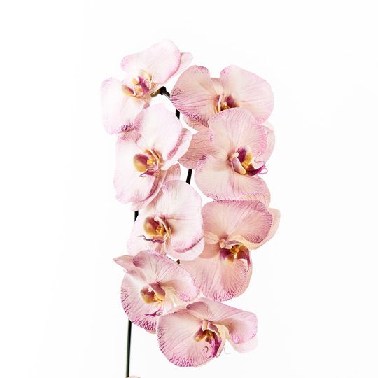 12 x Orchid Phalaenopsis Infused x8 Lavender 96cml (FI8510LV)