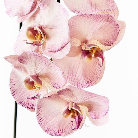 12 x Orchid Phalaenopsis Infused x8 Lavender 96cml (FI8510LV)