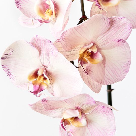 12 x Orchid Phalaenopsis Infused x6 Lavender 86cml (FI8509LV)