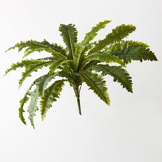 12 x Fern Asplenium Bush Green 68cml (FI6891GR)