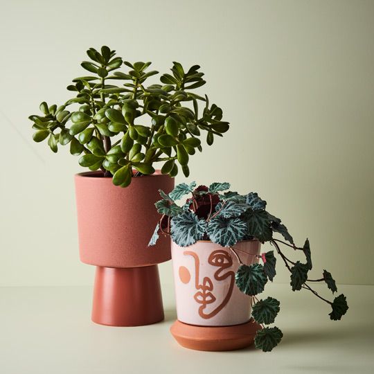 2 x Pot Safi W of Saucer Moroccan Clay (FI8875MC)