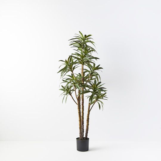 Yucca Plant, Green 153cmh (FI8882GR)