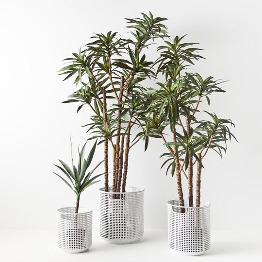 Yucca Plant, Green 153cmh (FI8882GR)