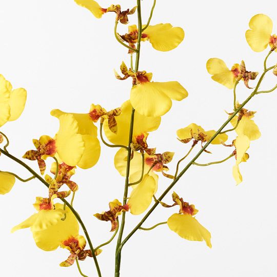 12 x Orchid Dancing Yellow 98cml (FI8884YE)