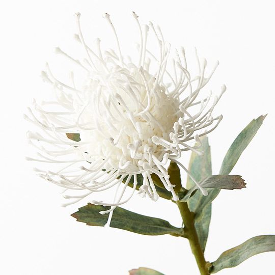 12 x Protea Leucospermum White 63cml (FI7680WH)