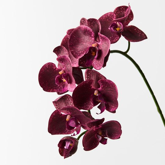 12 x Orchid Phalaenopsis Spray Burgundy 92cml (FI8896BU)