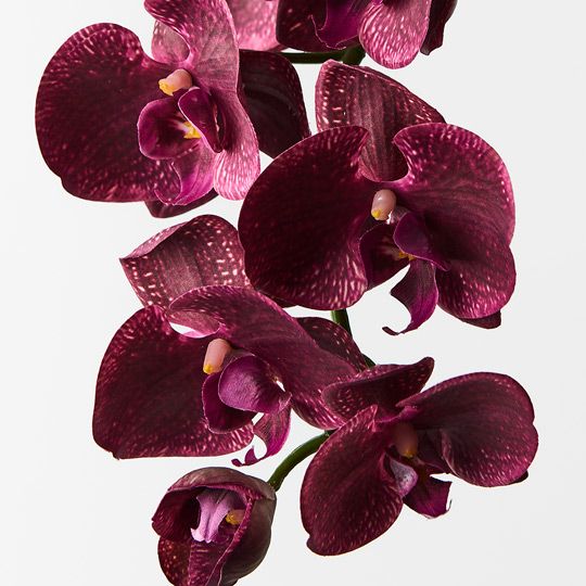 12 x Orchid Phalaenopsis Spray Burgundy 92cml (FI8896BU)