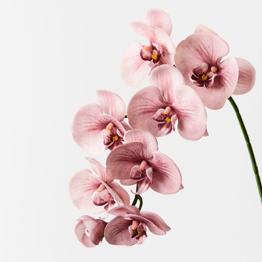 12 x Orchid Phalaenopsis Spray Dusty Pink 92cml (FI8896DP)