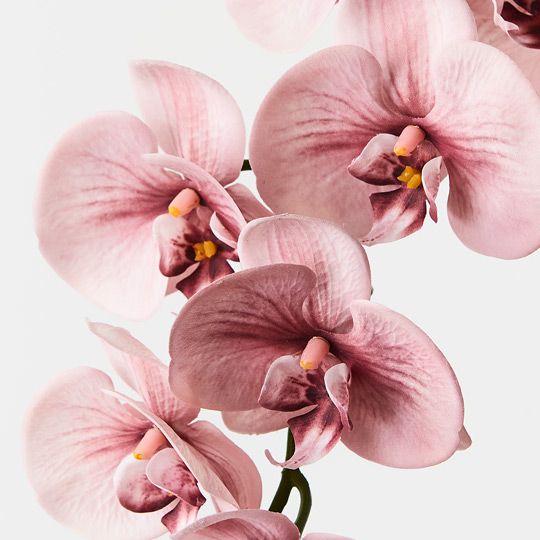 12 x Orchid Phalaenopsis Spray Dusty Pink 92cml (FI8896DP)