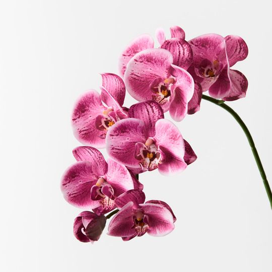 12 x Orchid Phalaenopsis Spray Hot Pink 92cml (FI8896HP)