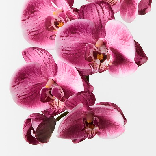 12 x Orchid Phalaenopsis Spray Hot Pink 92cml (FI8896HP)