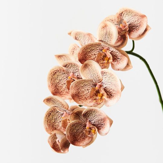 12 x Orchid Phalaenopsis Spray Toffee 92cml (FI8896TF)