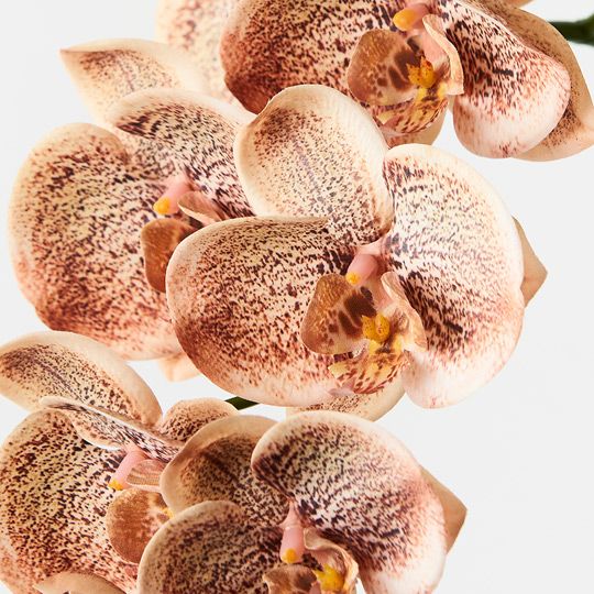 12 x Orchid Phalaenopsis Spray Toffee 92cml (FI8896TF)