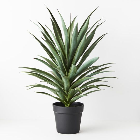 2 x Yucca Plant, Green 80cmh (FI8902GR)