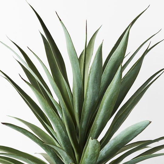 2 x Yucca Plant, Green 80cmh (FI8902GR)