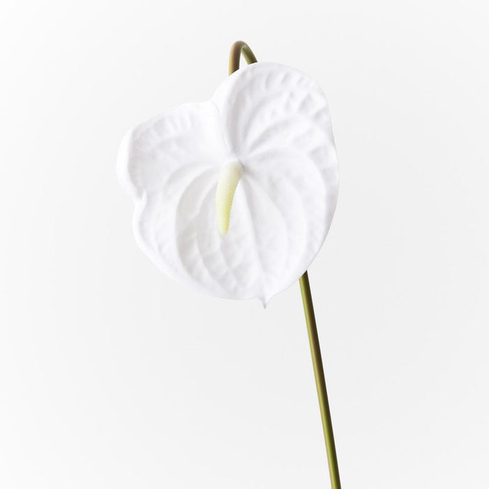 12 x Anthurium Winter White 58cml (FI8904WW)