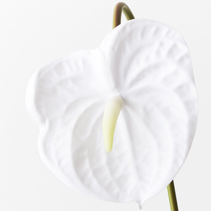 12 x Anthurium Winter White 58cml (FI8904WW)