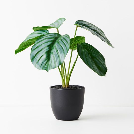 6 x Calathea Plant, Green 28cmh (FI8915GR)