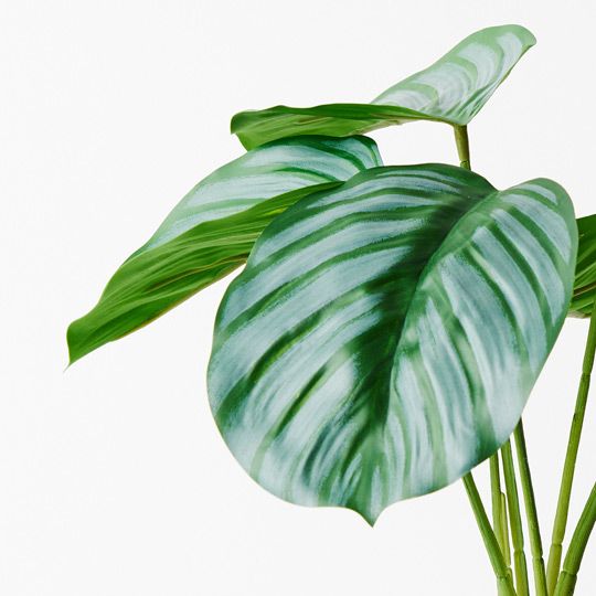 6 x Calathea Plant, Green 28cmh (FI8915GR)