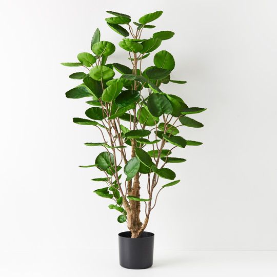 Peperomoides Plant, Green 107cmh (FI8909GR)