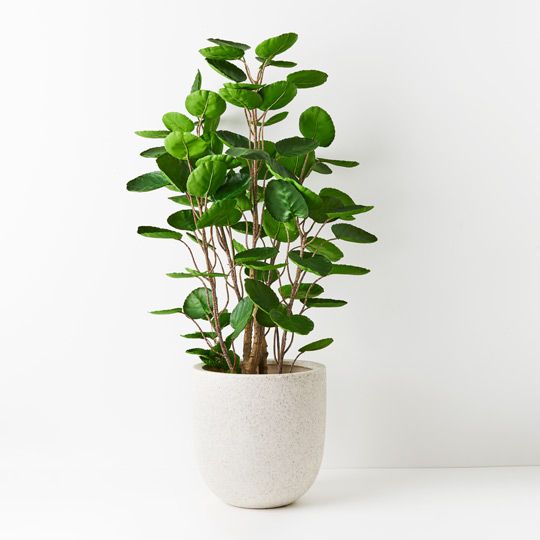 Peperomoides Plant, Green 107cmh (FI8909GR)