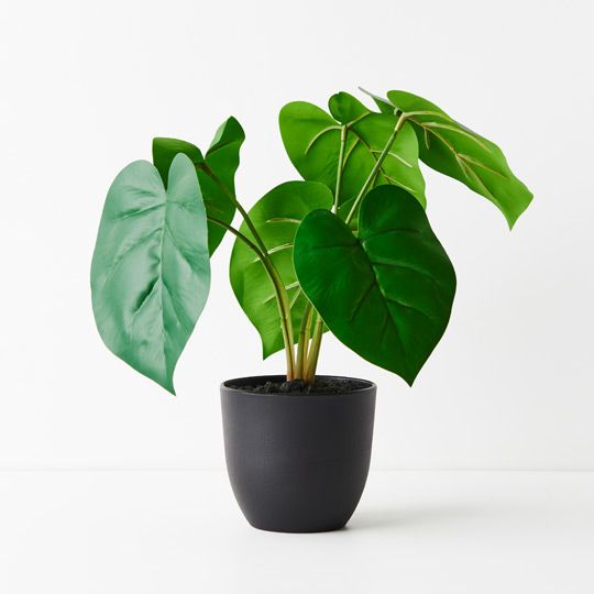 6 x Philodendron Plant, Green 28cmh (FI8921GR)